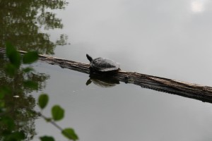 Ferienspaß "Wald- und Wasserwoche" - Schildkröte im Glashütter Weiher