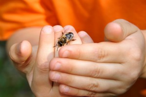 Bienen sind nicht so gefährlich wie manche denken (Foto: Hans-Werner Krick)