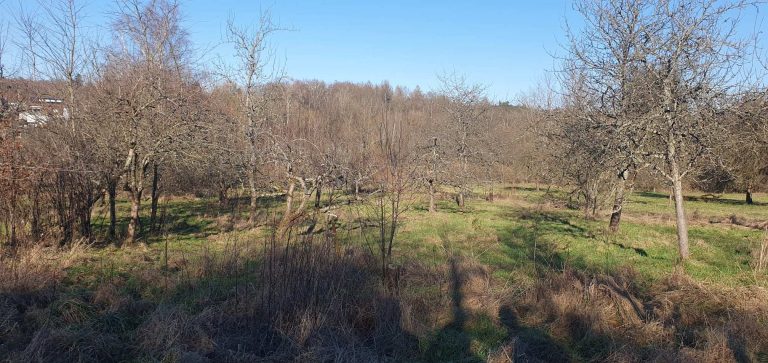 Streuobstwiese Rohrbachtal – Lebensraum voller Vielfalt